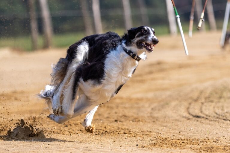 DOVE SI FA PASSAPORTO PER CANI