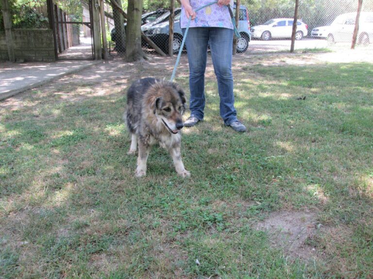 PASSAPORTO PER CANI ROMA