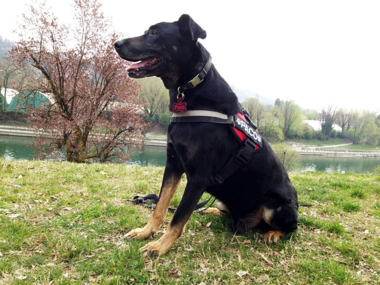 PASSAPORTO PER CANI PREZZO