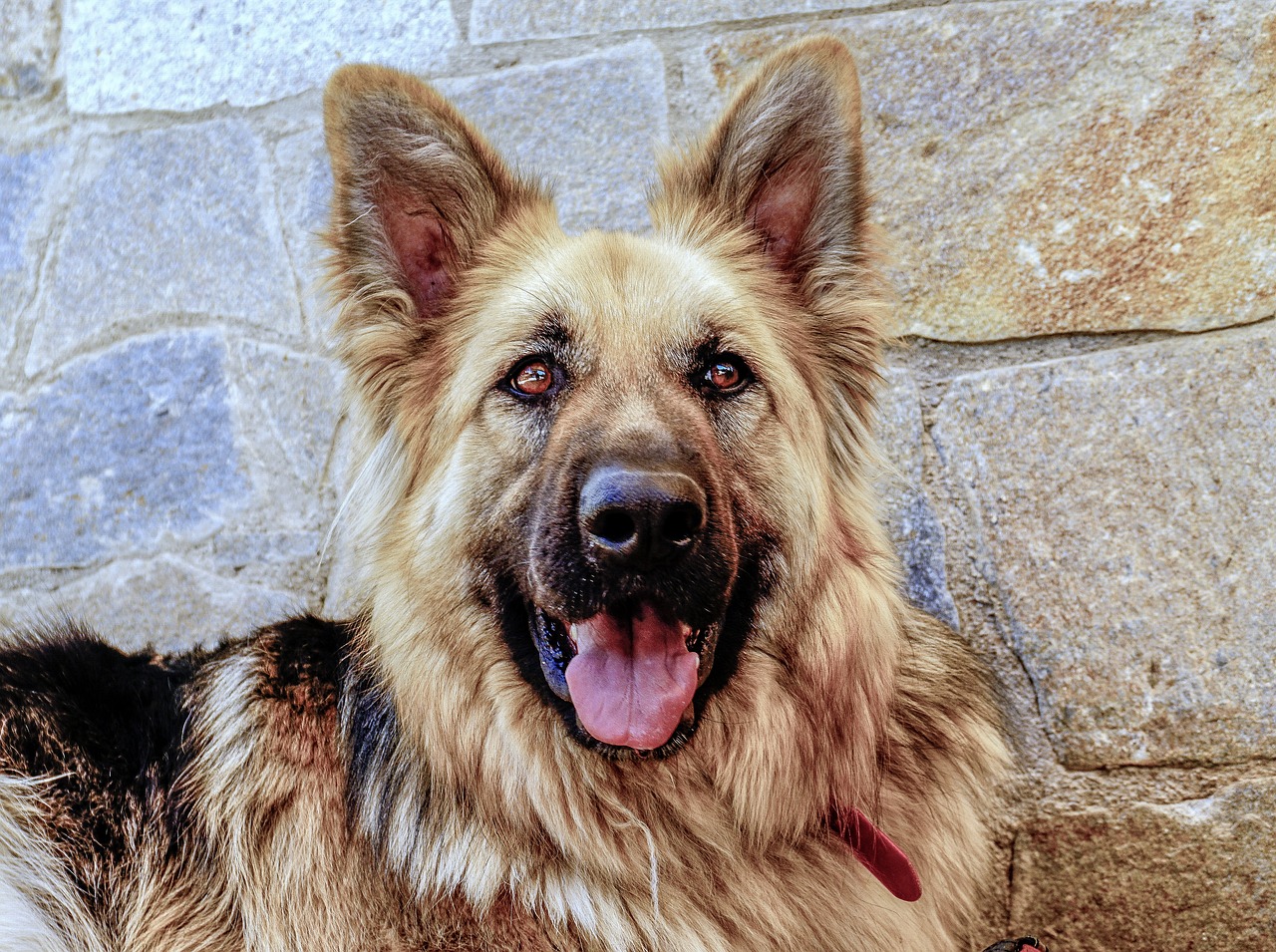 QUANTO COSTA FARE IL PASSAPORTO AL CANE