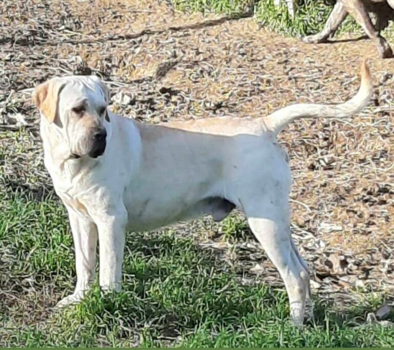 CANE SENZA PASSAPORTO IN AUSTRIA